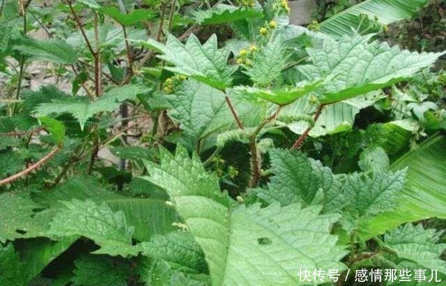 价值|路边1种野草,让人十分讨厌,人称“咬人草”,却价值高作用多