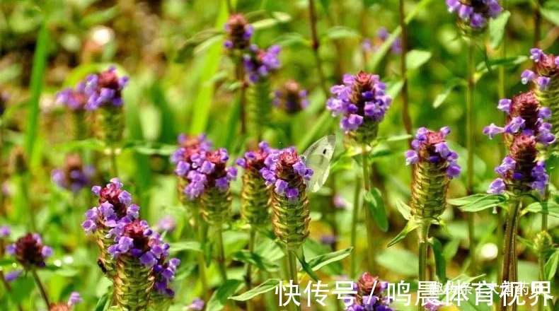 我的眼睛|肝火一烧,百病难熬!一味中药泡水喝,扑灭肝火,百病自消!