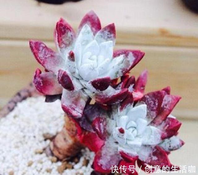 多肉植物|多肉不长个,三个“小动作”虐一虐,催出满头苞,养成多头小胖墩!