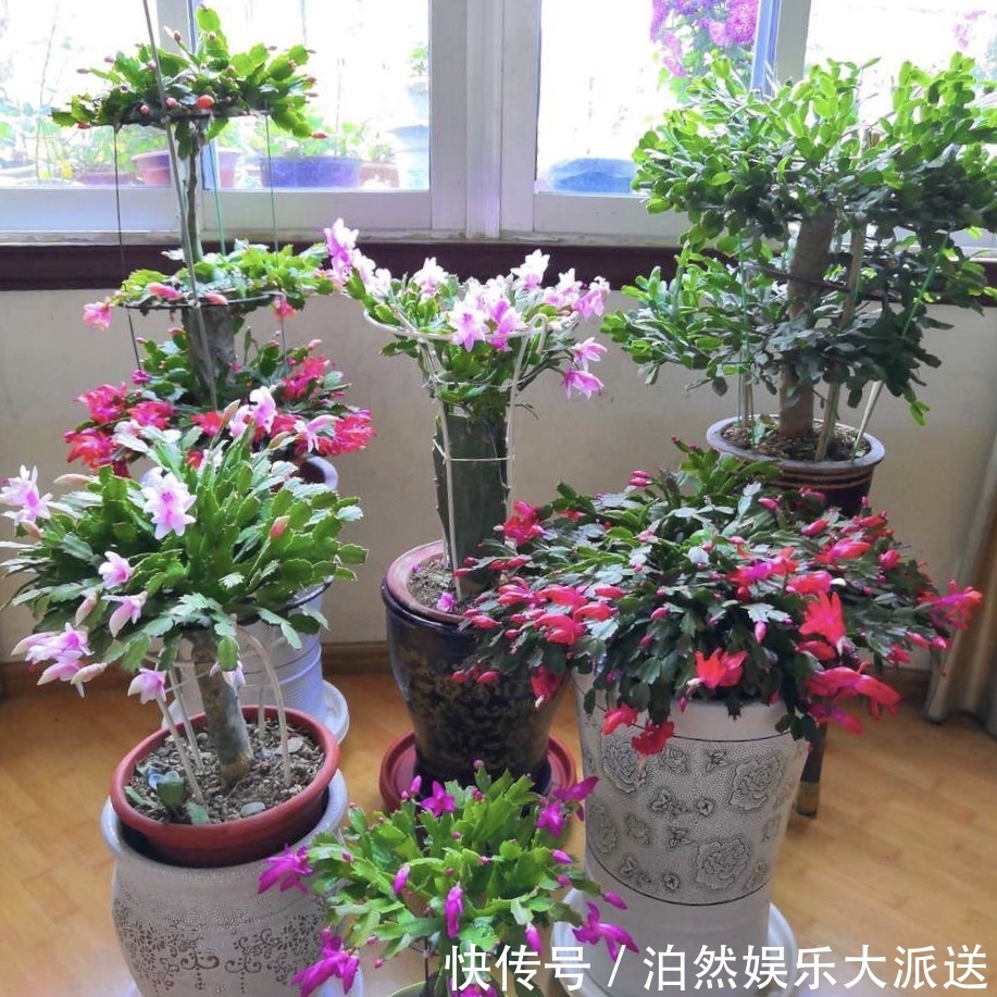 光照|蟹爪兰叶子又薄又暗，坚持1个月，9月开始长出“硬朗叶”，太密了