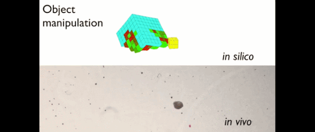 青蛙|机器人也能「造孩子」:全球首个活体机器人创生命繁衍新方式