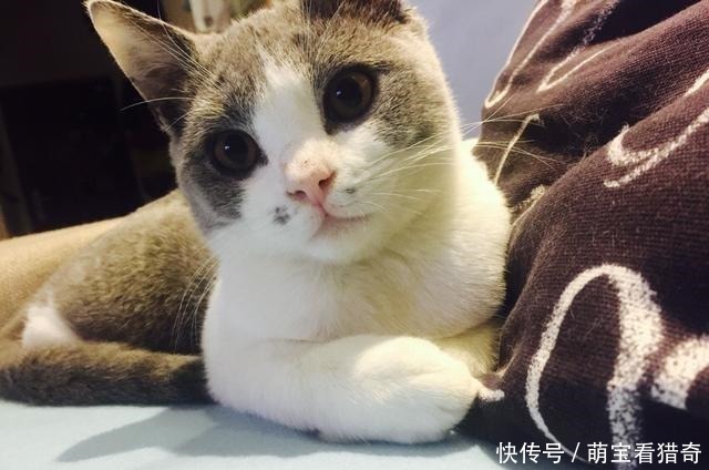 公猫会上绝育的母猫吗