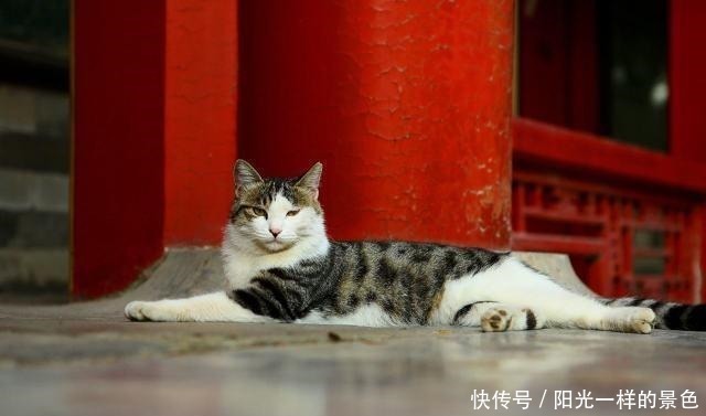 丰年|据我们深入调查,故宫的猫还真没有一个吃白食的