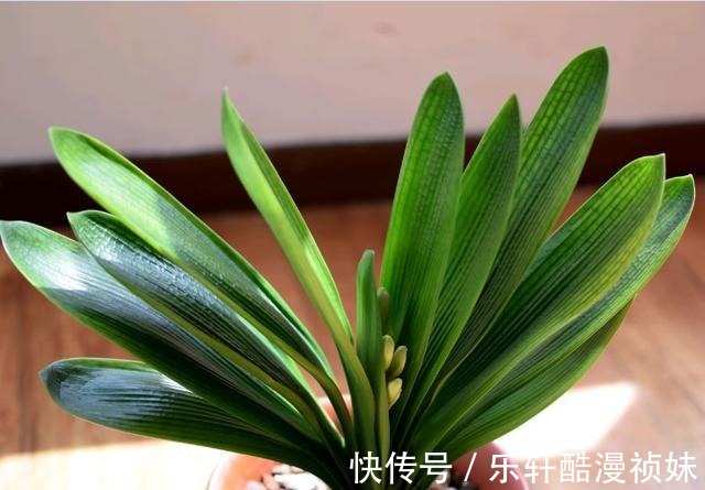 8种“洋气花”,天冷别喷水,不然黄叶、掉花苞,越养越难看