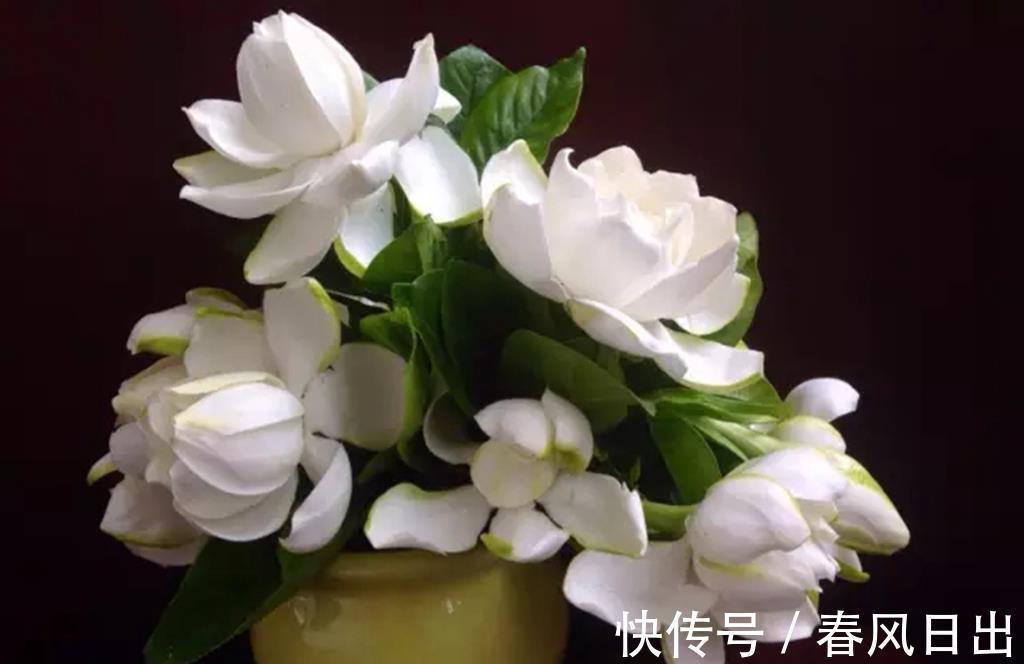 花苞|栀子花不开花,2个根源要明白,别踩雷,开花一茬又一茬