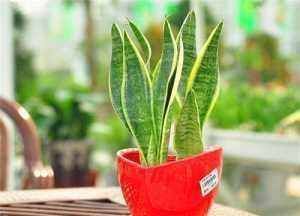 虎皮兰生长缓慢教你3个养护小妙招，轻松爆盆长小芽