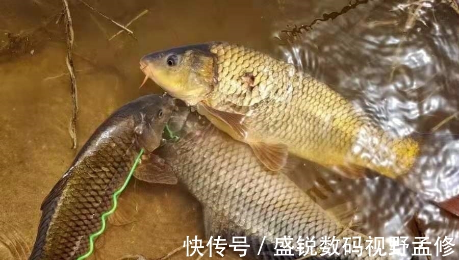 饵料|别嫌我啰嗦，夏天一旦换用这鲤鱼钓法，不吹不黑，三天两头就想钓