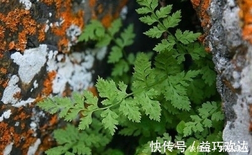 野草|农村这种常见的野草，有很好的清热解毒和止血的功效，见到要珍惜