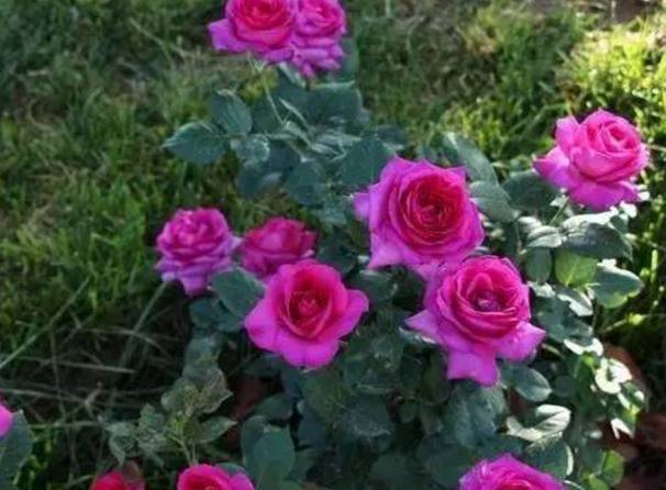 以下10种全年都能开花的室内盆栽,超好养护又容易爆盆!