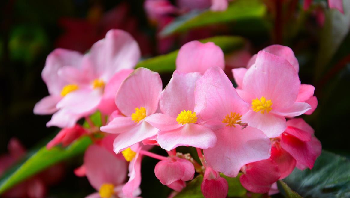 建议大家:逛花市碰到5种花,别犹豫,虽然便宜但巨好养