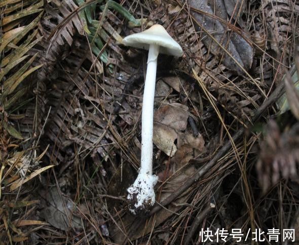死亡率|死亡率极高！贵州人很爱吃的这种野味，又到中毒高发期