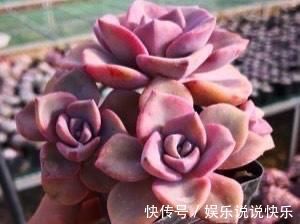 精致版|多肉彩虹糖，精致版的紫乐，容易上色喜欢群生，新手也可以放心养