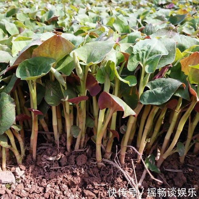 预防衰老|女性预防衰老,三种食物坚持吃,排毒养颜,增强免疫
