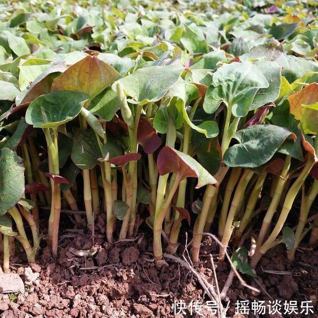 预防衰老|女性预防衰老，三种食物坚持吃，排毒养颜，增强免疫