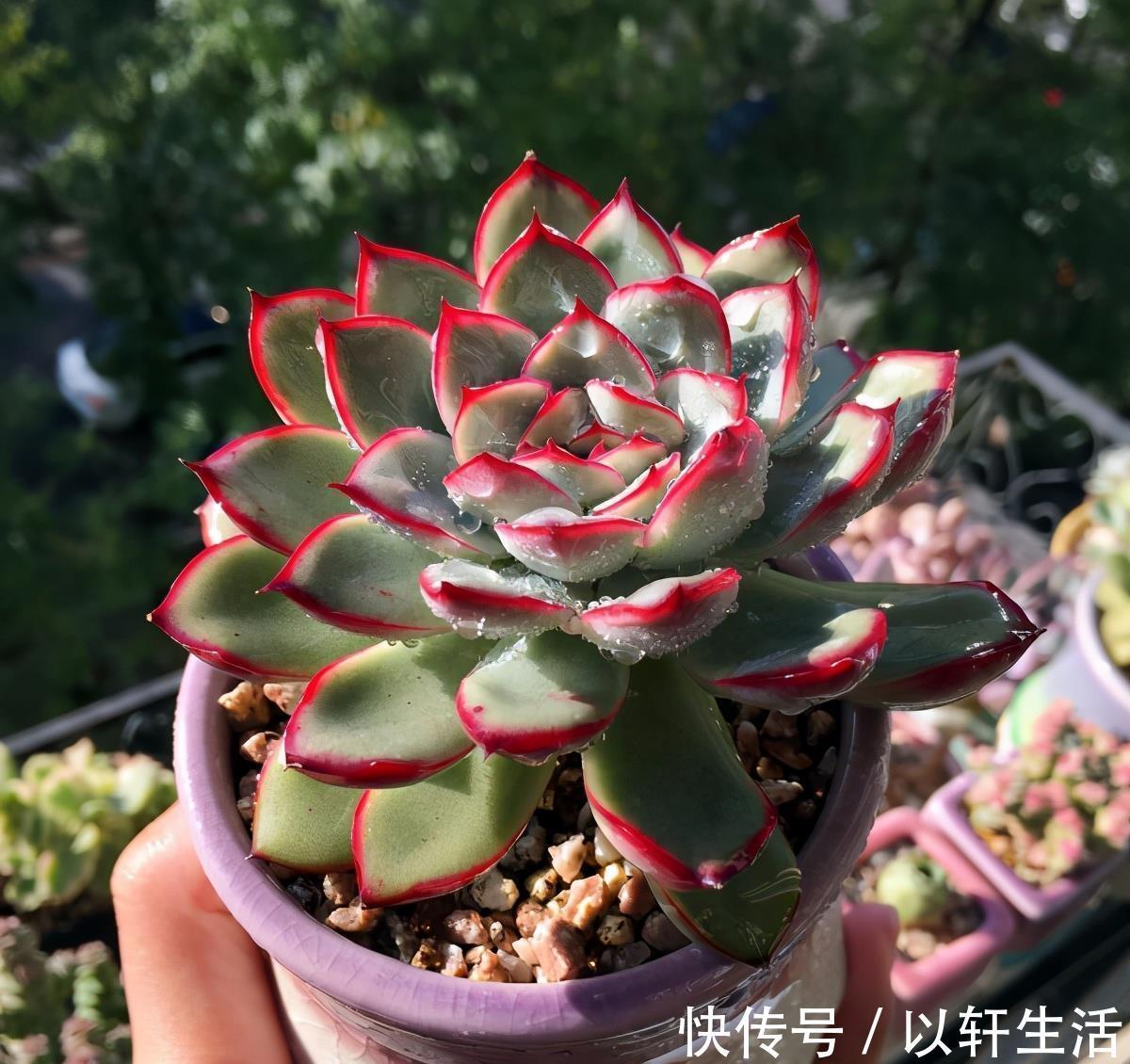 杀灭|养花得了蚧壳虫，密密麻麻让人头疼，不花一分钱，教你杀灭蚧壳虫