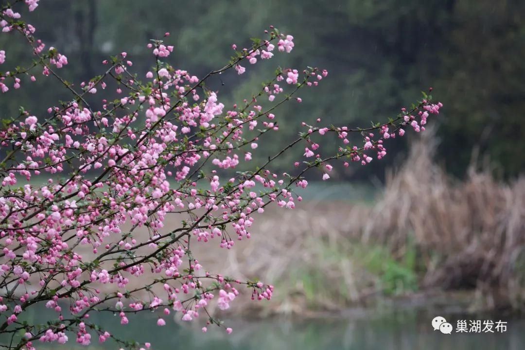 美！一起来看巢湖春天的打开方式