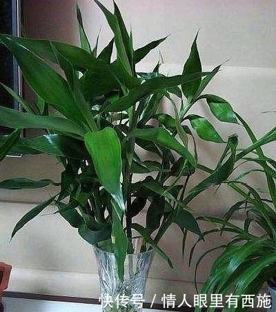 家里有养6种花,不要傻傻拿去晒太阳,一晒就出问题