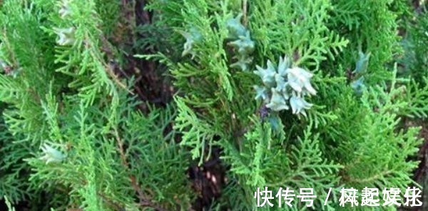 食物|长出白发别着急染,3种食物坚持吃,白发不见,头发乌黑亮丽