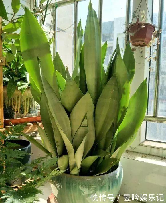 虎皮兰有“3怕2不喜”，难怪东倒西歪，从不出“新芽”