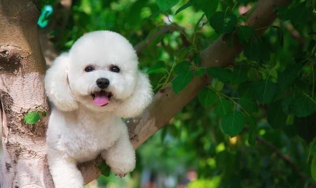 你家比熊叫什么?别让狗名触碰这几个禁忌,