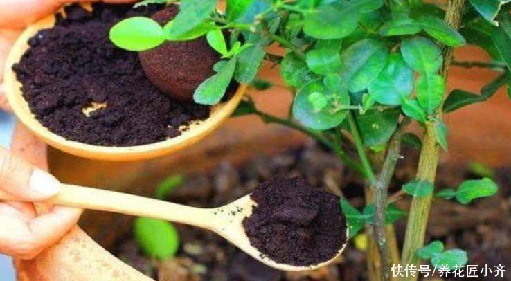 土壤不要直接用，适当加点“小东西”，才能长势旺盛，叶子油绿