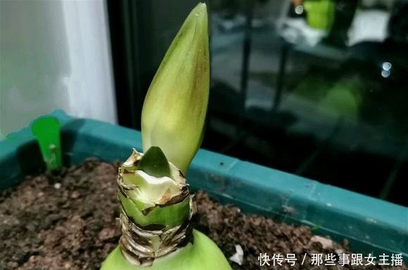 一种很容易养的花,养了2个月就开花,花朵比汤碗还大,美翻了!