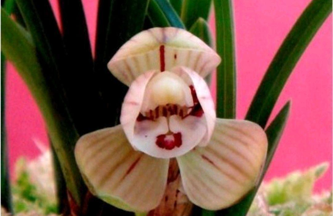 兰花要想养得好，必须瞧的小技巧，来瞧瞧吧