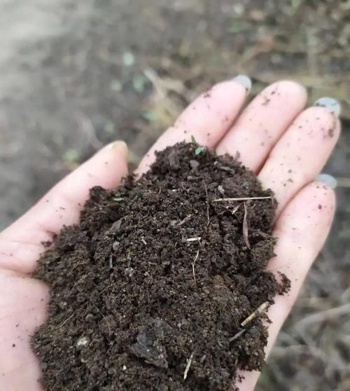 养花土里掺点它,碱性变酸性,花卉叶子呼呼长!