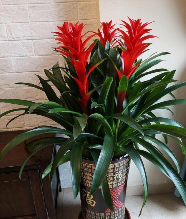 水仙花|新年新气象!10种年宵花,家里放一盆,福瑞迎门,喜庆又吉祥