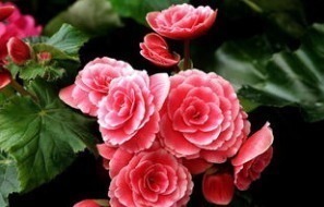 大神|“此花”不是大神“不敢”碰,浇水就烂根、叶,新手这谁养得活