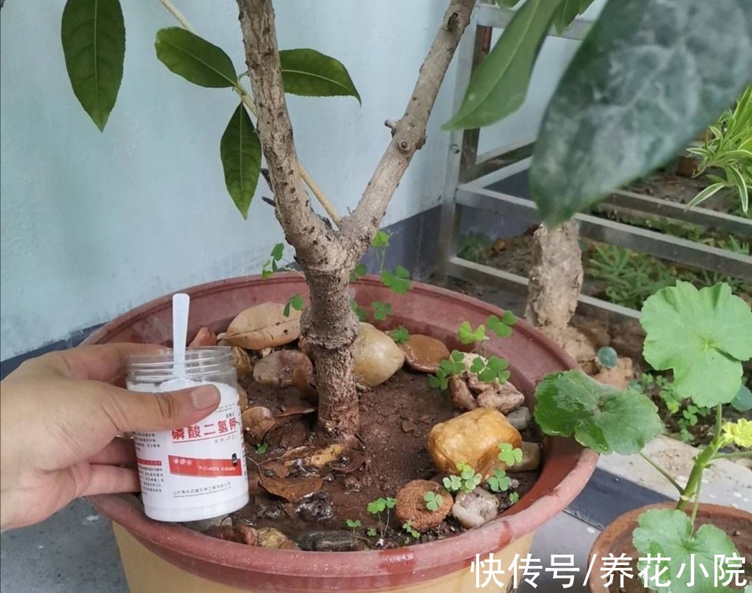 花芽|桂花长花苞期，给它补上1种肥，开花早香味浓