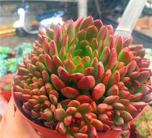 刚入坑养多肉,怕盆栽夭折,日常打理该注意这些,以防黑腐伤亡