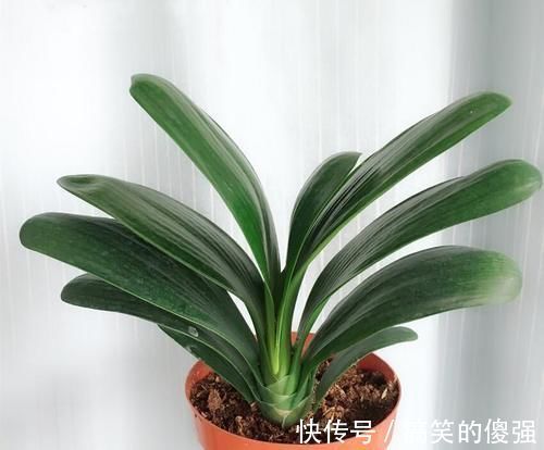 叶片|养君子兰一点也不难,但不能乱养,只需掌握四点就足够了