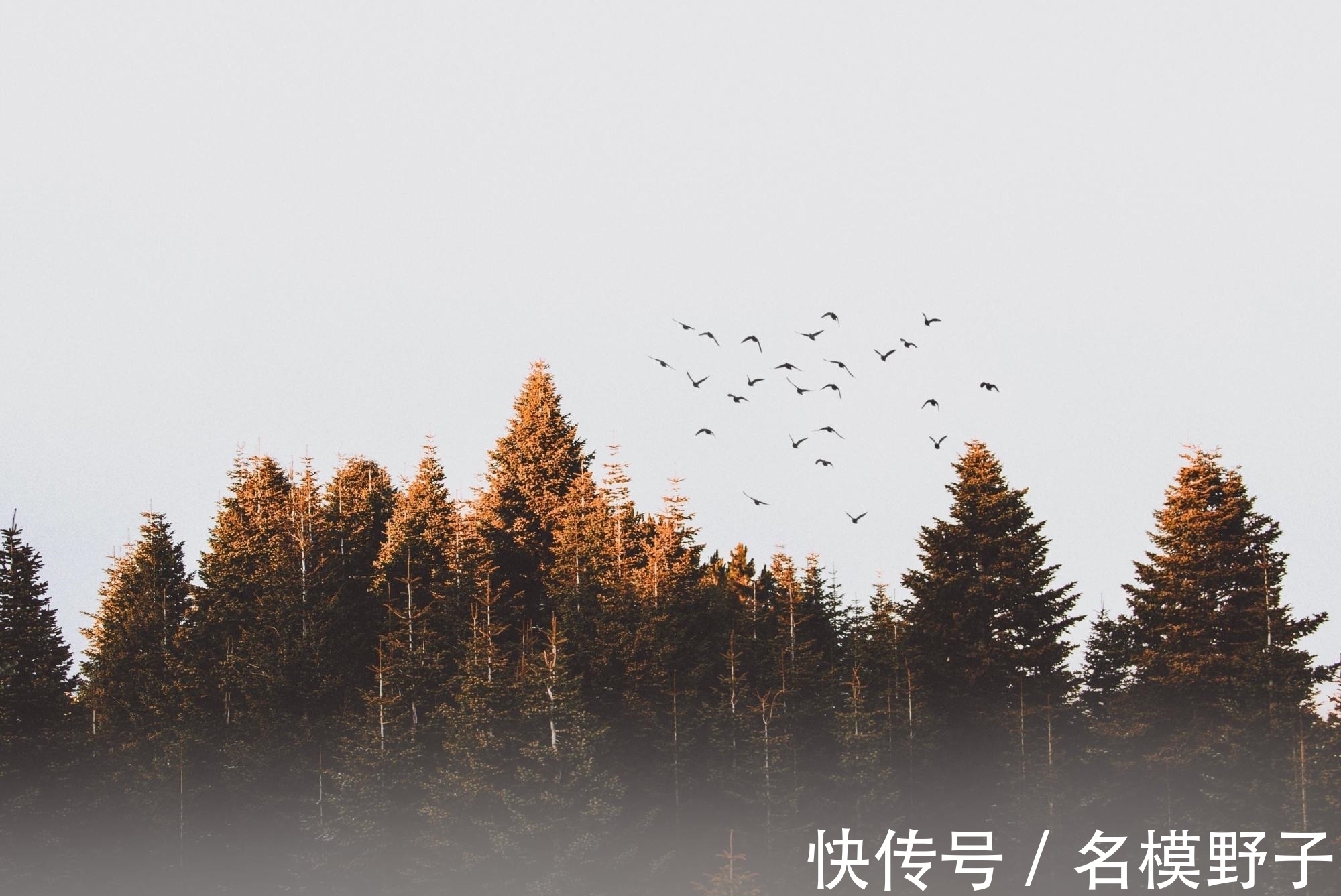 王维#王维很经典的一首诗,短短4句气象无限,康震评:李白也不如他