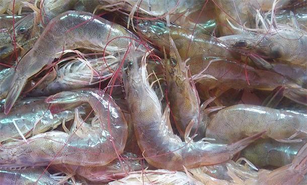 枸杞|男人多吃4种“肾黄金”，比吃枸杞还强，50岁后依旧“肾强腰壮”