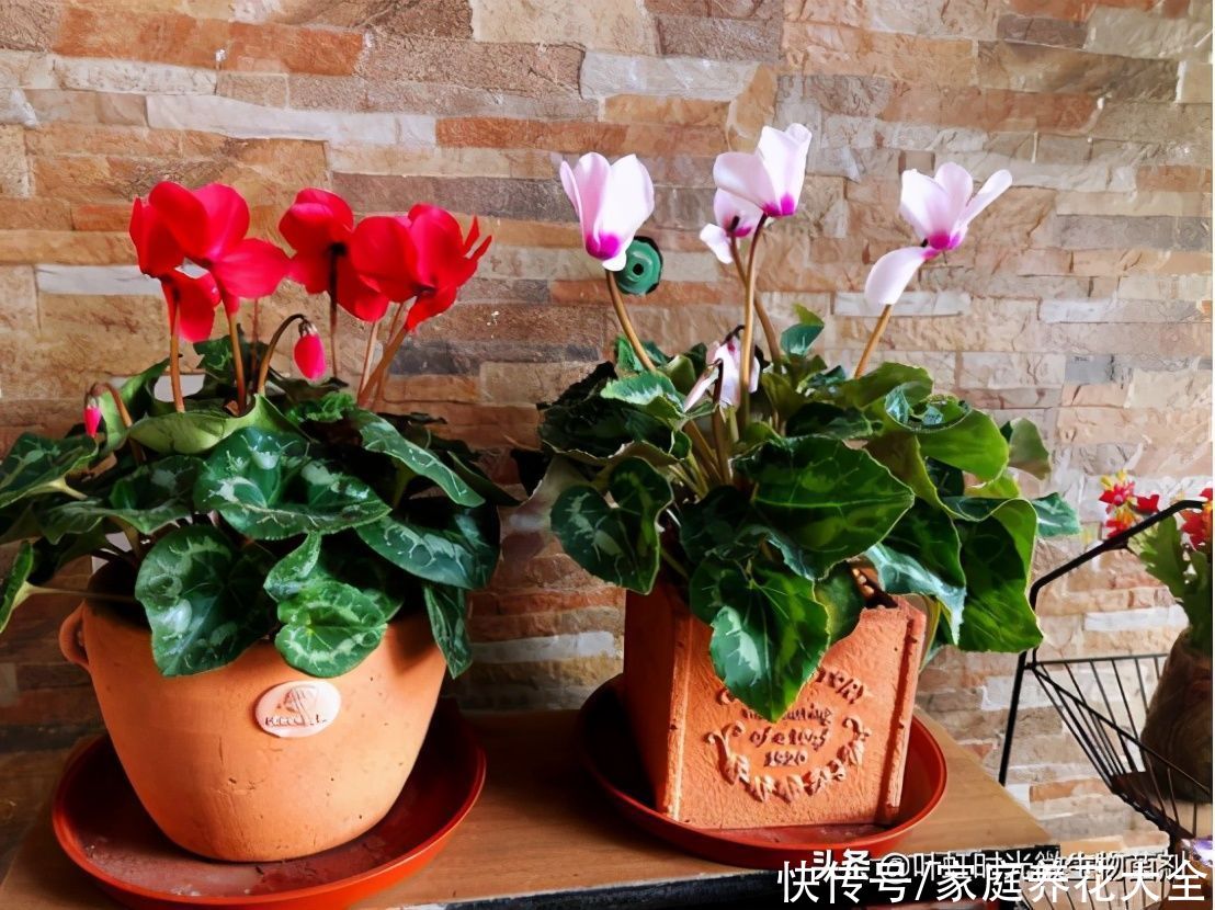 现在入手这几种花、新年新气象、喜气洋洋过大年