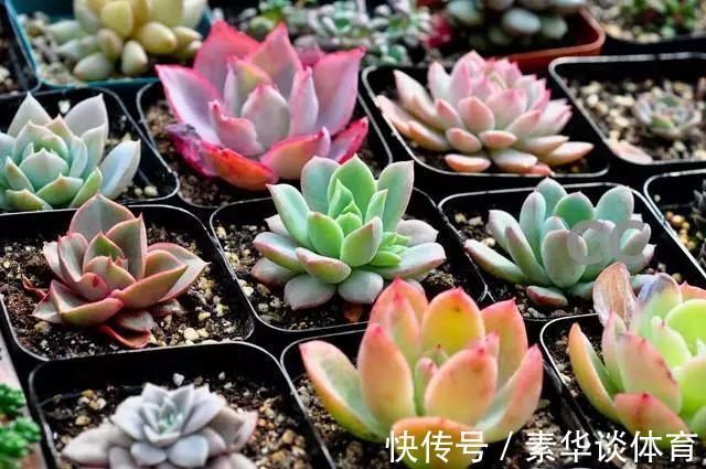 花友们|养多肉,花友们“别踩”这3误区,不然养一盆坏一盆