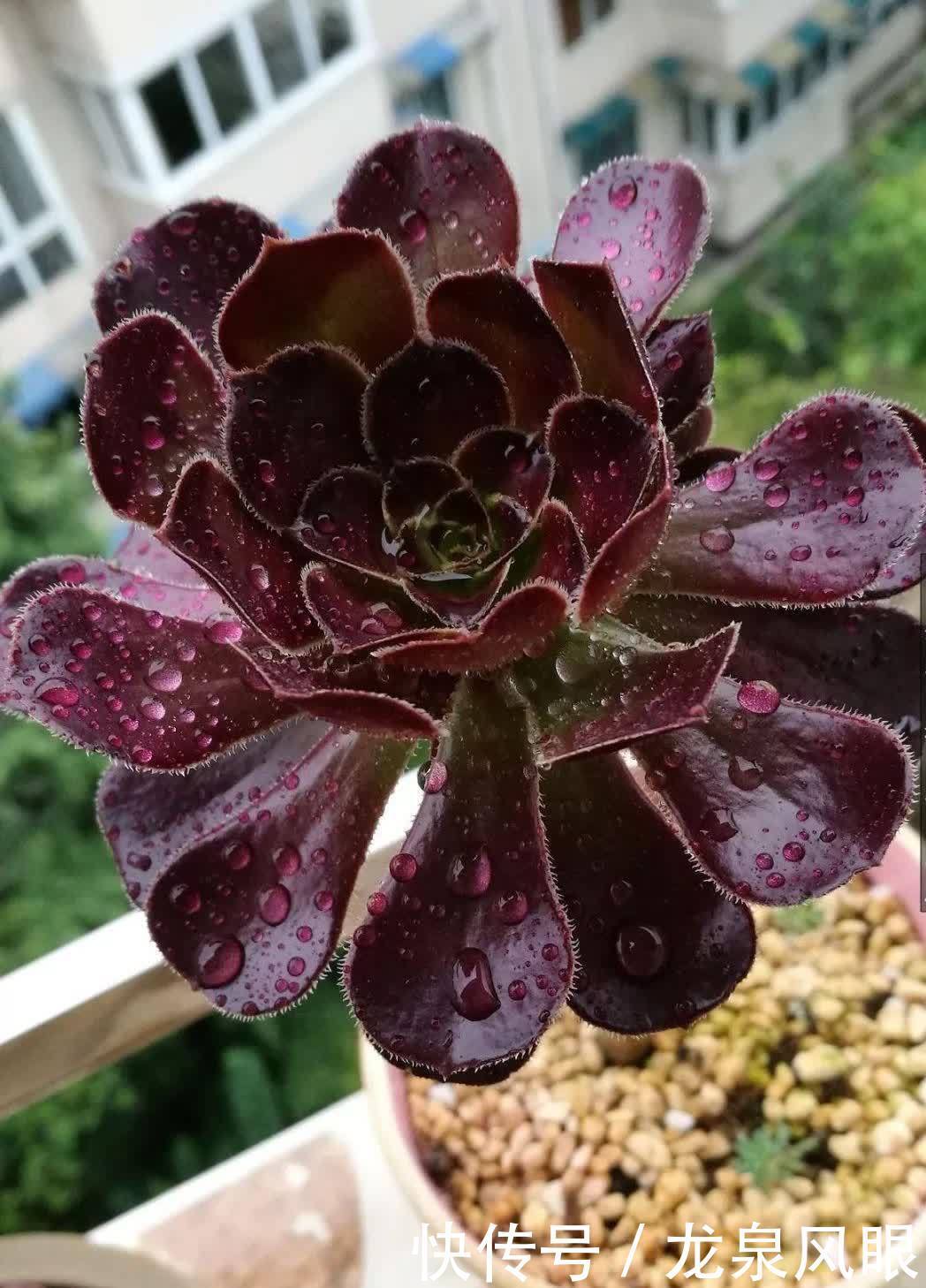 多肉黑法师，养护有“四技巧”，分枝多颜色美更漂亮