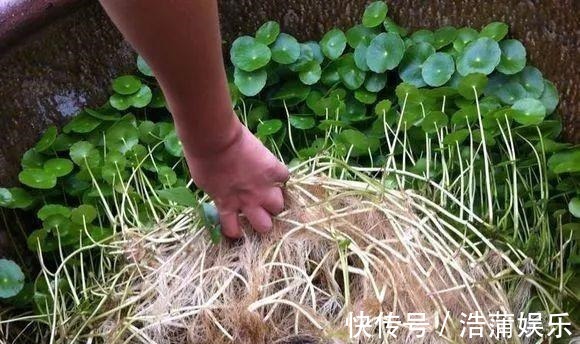 爆盆|铜钱草不用买,问邻居要一根小苗,足够你爆盆了