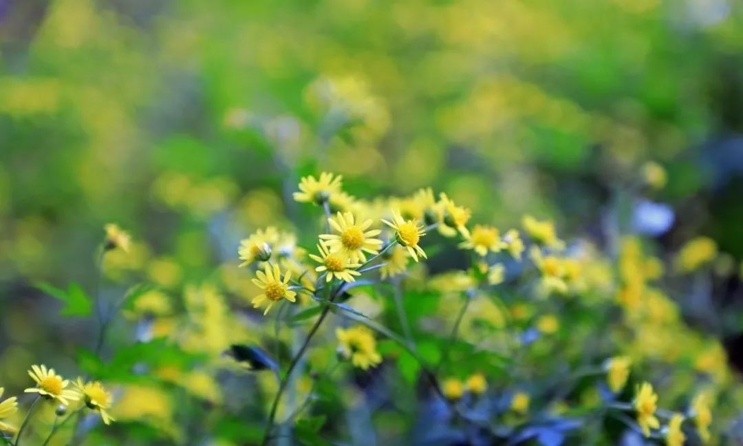 甘菊|野趣盎然 甘菊之美