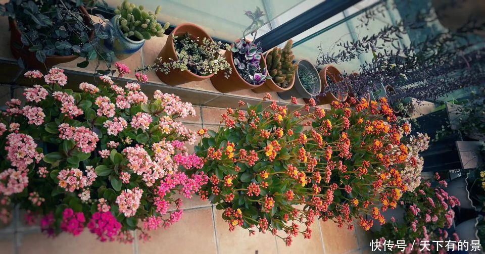 长寿花养护中需要注意这“3点”，年复一年养成老桩照样能爆花