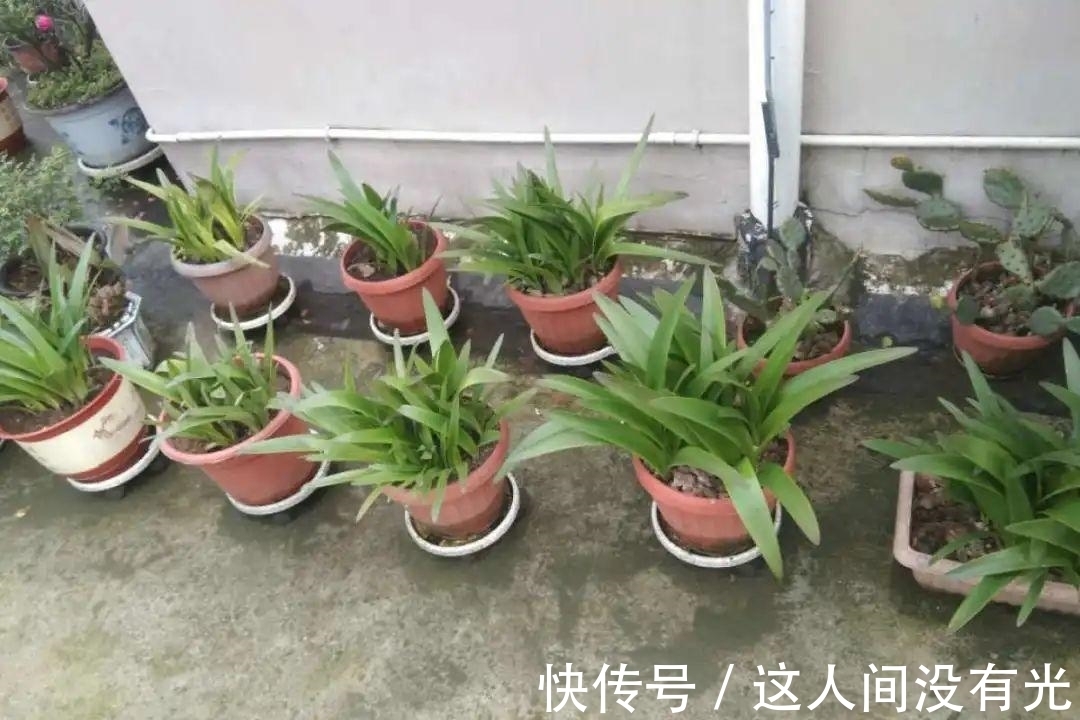 朱顶红埋土里,如何能年年开花,球变大、变多?