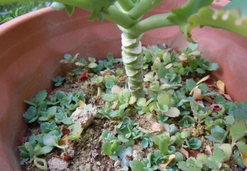 观赏价值|3种漂亮花,种在小盆里,不建议地栽,否则泛滥成灾,根本清不掉