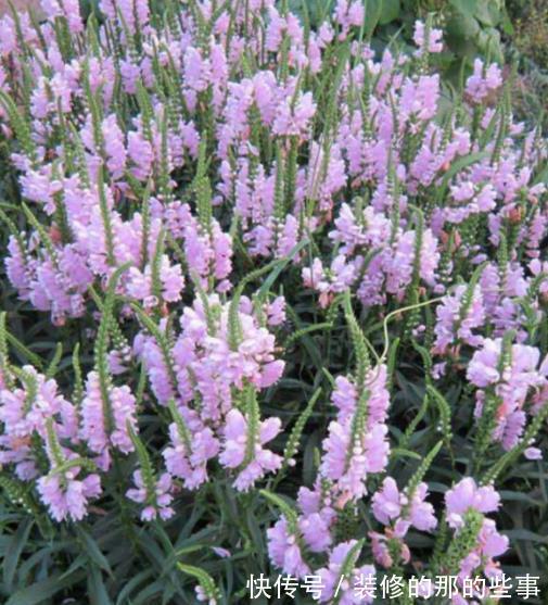 适合秋天种植的5种漂亮花，大气好养有格调，值得拥有