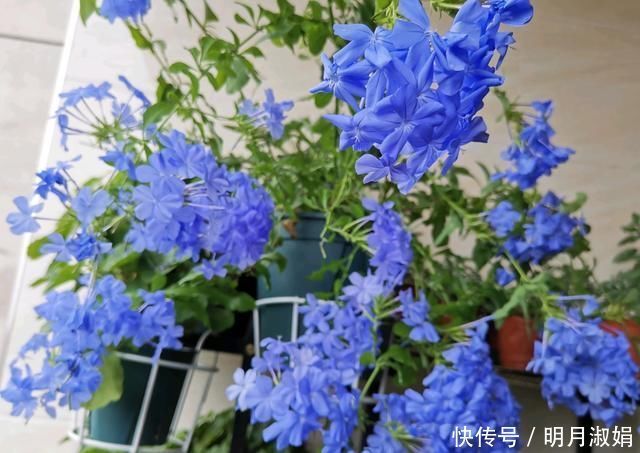 这3种花，就得使劲晒太阳，晒不够不开花