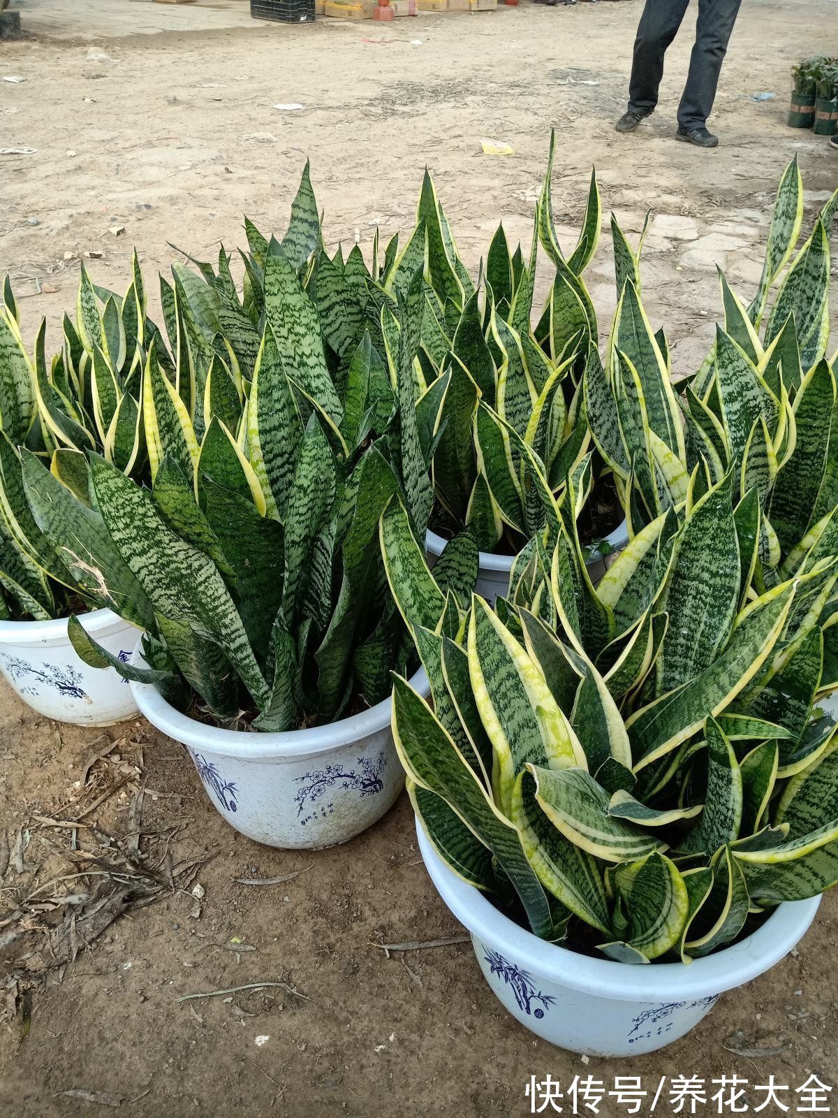 10种“荫蔽花”,家里没光也能养,光太强反而养不好