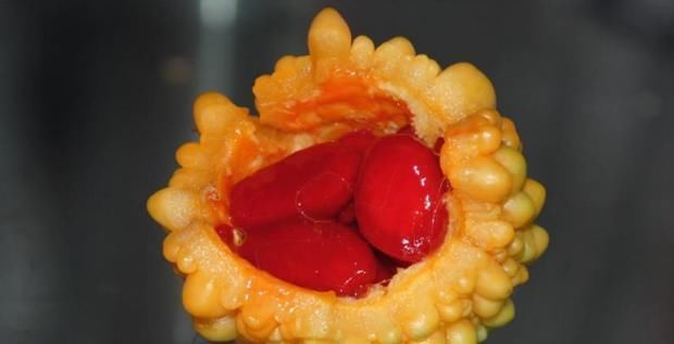 喜欢的人|如果你在沙漠里了,上帝送你5种最难吃的水果,5选2,你会选哪种