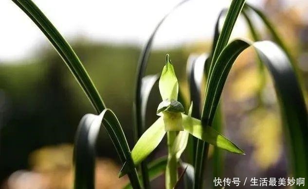 养好兰花的口诀,书本上学不到的经验,喜欢就收藏吧!