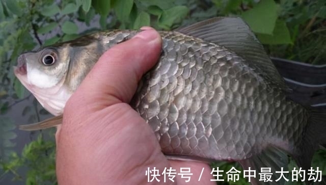 红虫|早春钓鱼还没有渔获吗?知道了这些让你的渔获轻松翻倍