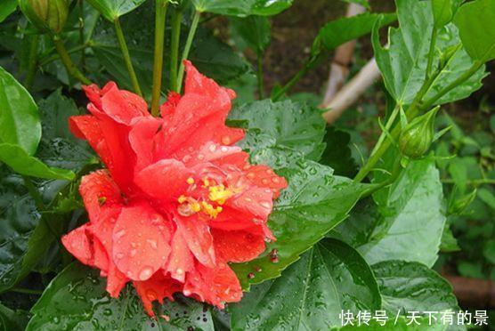 春天就养“4种花”,沾土就活,给点阳光就灿烂,养越多越好!